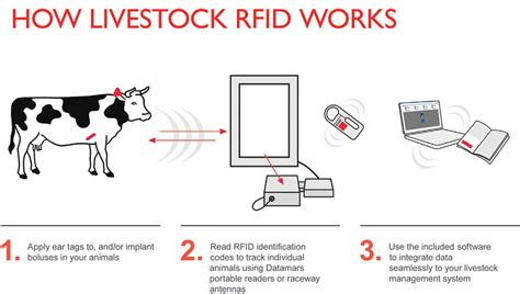 what is an rfid tag for cattle|livestock identification and traceability.